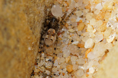 Arctosa perita