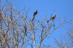 Corythaixoides concolor concolor