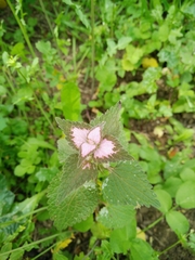 Lamium moschatum