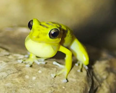 Eleutherodactylus counouspeus