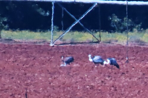 iNaturalist image