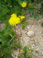 Crepis sancta