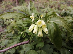 Cardamine enneaphyllos