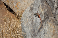 Platysaurus