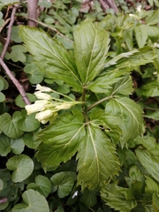 Cardamine enneaphyllos