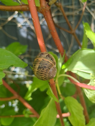 Cornu aspersum