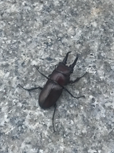 Prismognathus dauricus