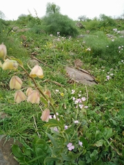 Fritillaria persica