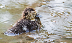 Dendrocygna autumnalis autumnalis