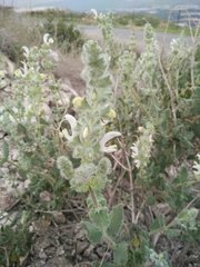 Salvia dominica