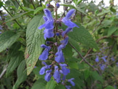 Salvia polystachia