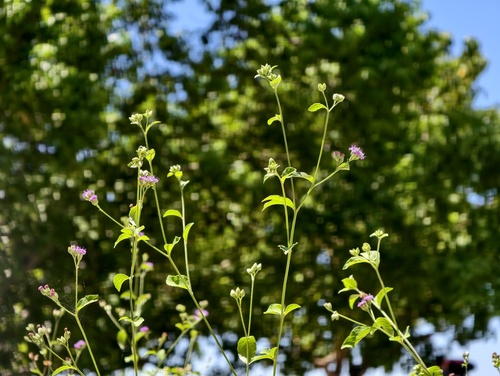 Cyanthillium patulum observed 2026-04-12