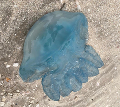 Catostylus perezi