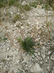 Gypsophila capillaris