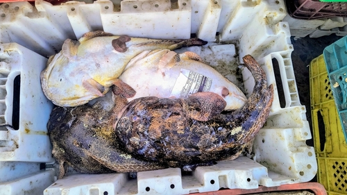Halobatrachus didactylus