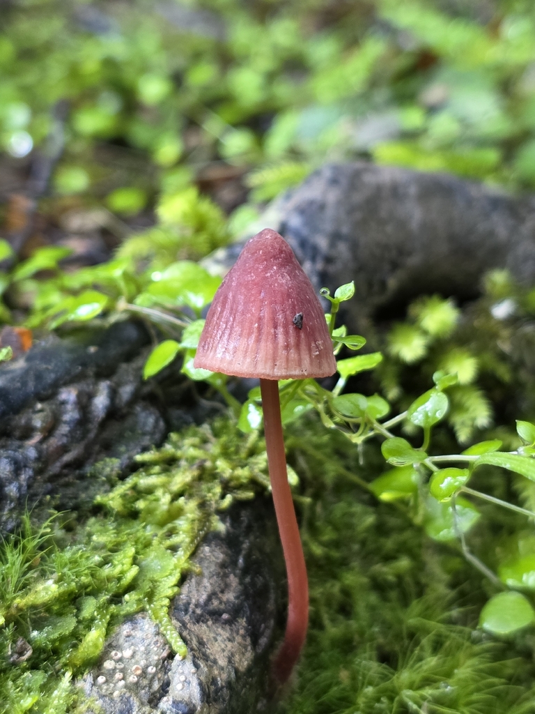 Mycena ura · April 2026 · photo: © nicnation (iNaturalist, cc-by)