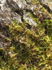 Hypnum cupressiforme filiforme