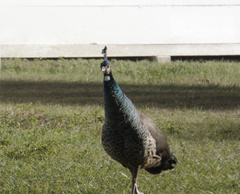 Pavo cristatus × muticus