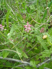 Fumaria densiflora