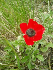 Ranunculus asiaticus