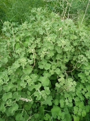Pseudodictamnus undulatus