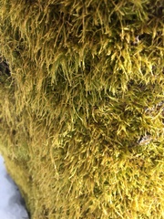 Hypnum cupressiforme filiforme