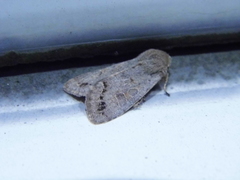 Orthosia populeti