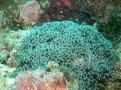 Fimbriaphyllia ancora