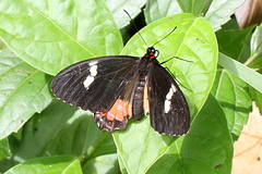 Parides iphidamas