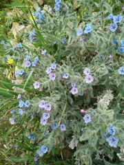 Alkanna strigosa
