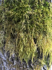 Hypnum cupressiforme filiforme