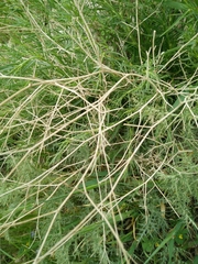Gypsophila capillaris