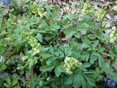 Corydalis cava marschalliana