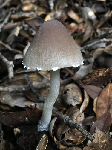 Tall Psathyrella