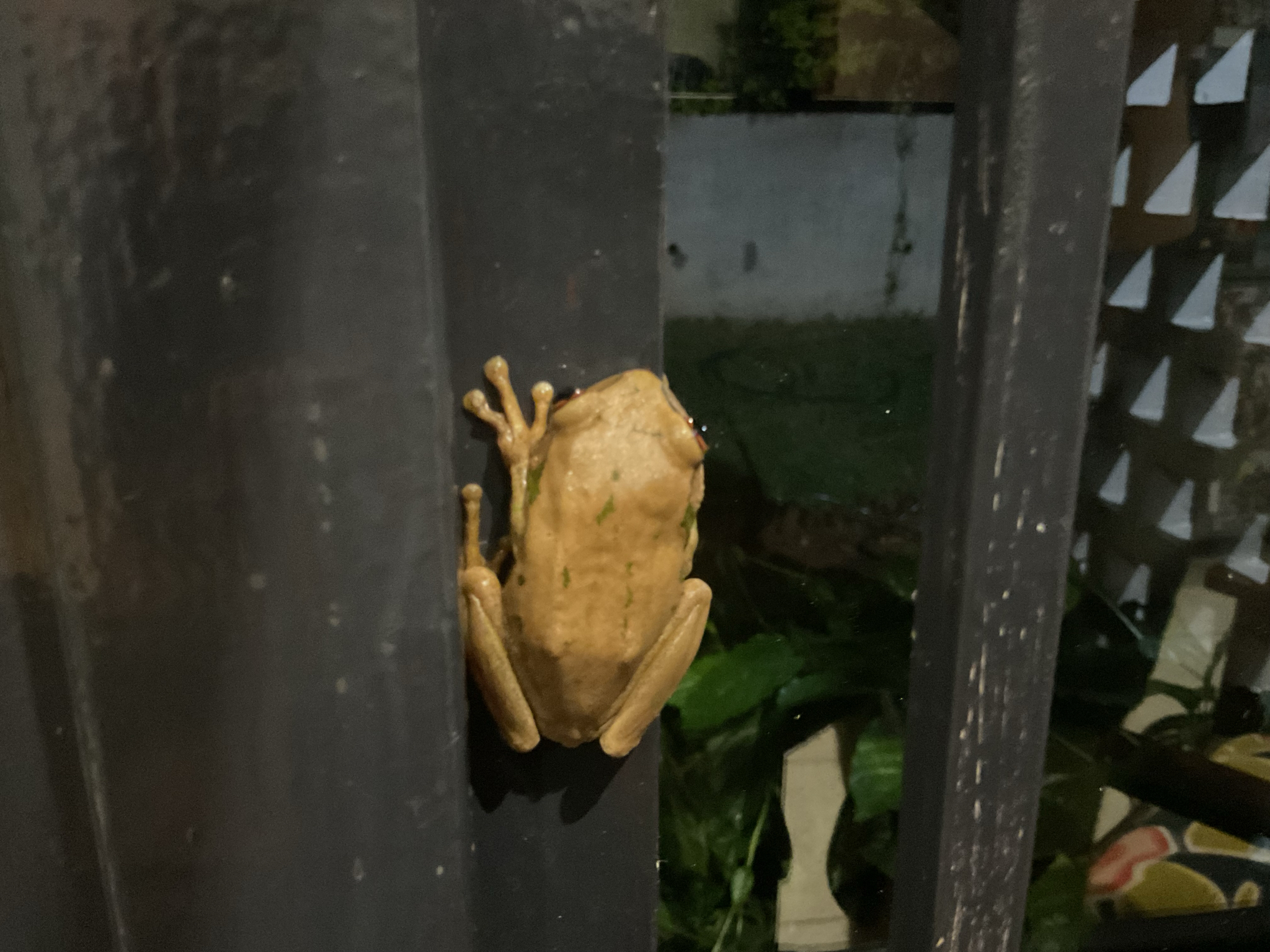 Leptopelis natalensis (Smith, 1849)