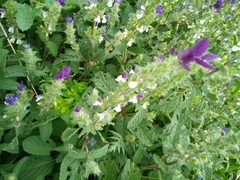 Salvia viridis