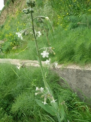 Anchusa strigosa