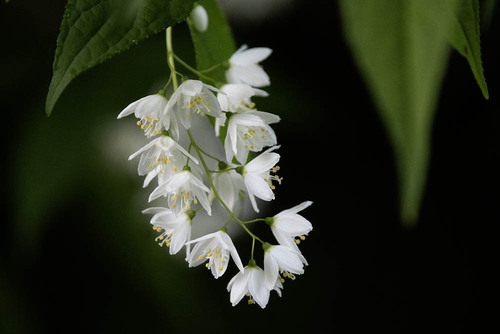 Deutzia gracilis iNat (1)