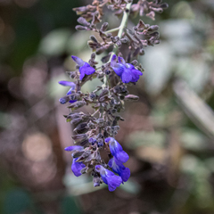 Salvia thyrsiflora