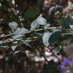 Salvia thyrsiflora