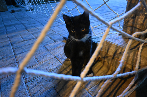 Domestic Cat