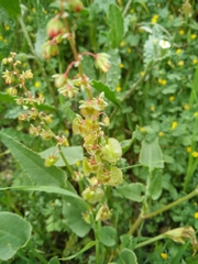Rumex cyprius