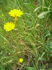 Crepis palaestina