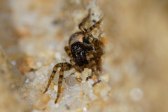 Arctosa perita