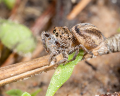 Habronattus decorus