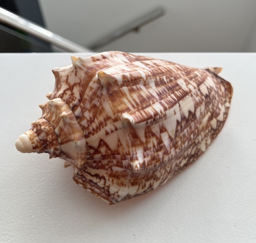 Cymbiola rossiniana