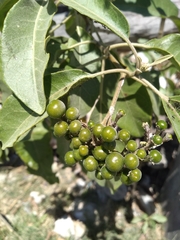 Solanum erianthum