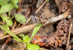 Habronattus decorus