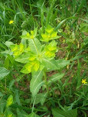 Euphorbia oxyodonta