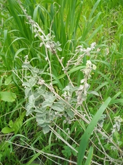 Heliotropium rotundifolium